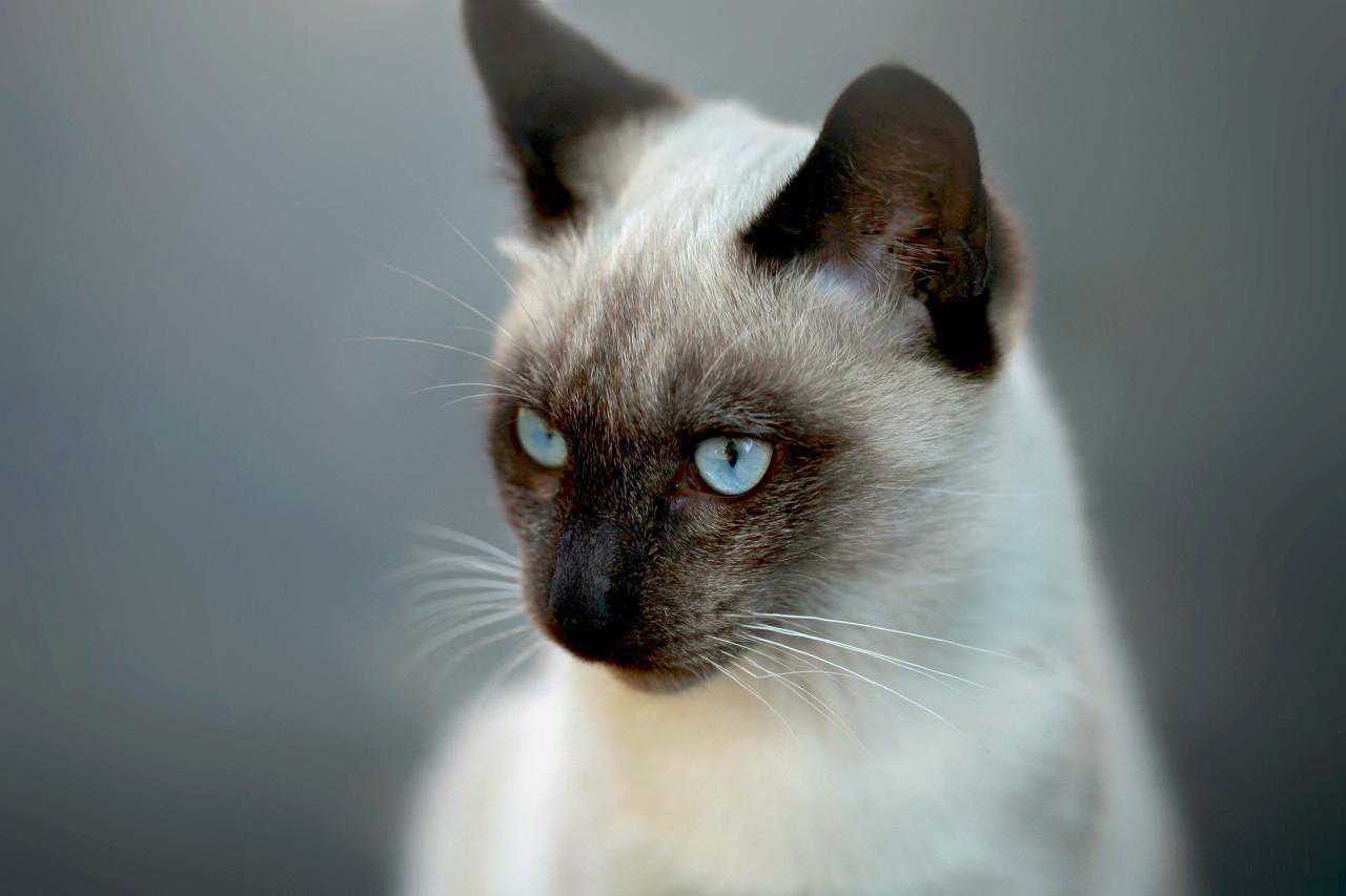 猫中哈士奇——暹罗猫