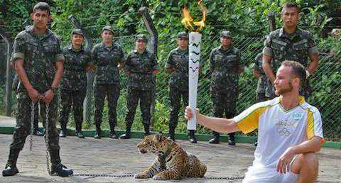 参加奥运圣火传递仪式，“吉祥物”美洲虎被击毙