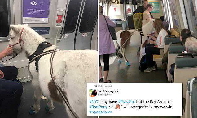 服务残疾主人，可爱小马在美国乘坐火车，又萌又感人