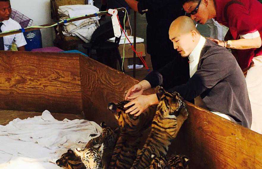 武僧一龙领养老虎，向世界拳王泰森致敬