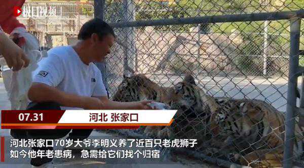 花费千万圈养73只东北虎、21只非洲狮，这位河北“硬核”大爷火了