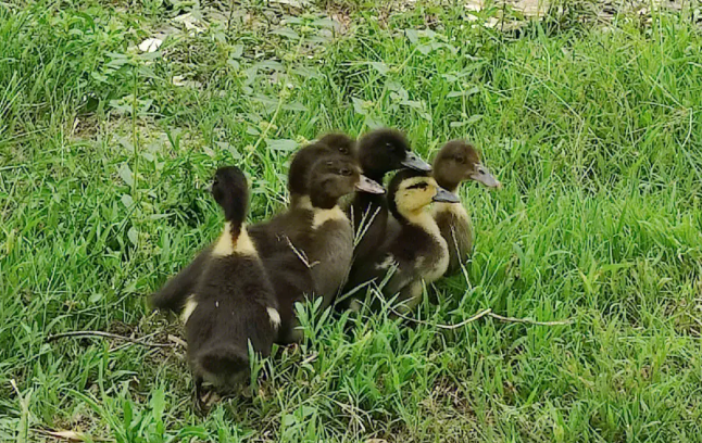 小鸭子怎样喂养才能长的快？小鸭子如何饲喂才能快速成长？