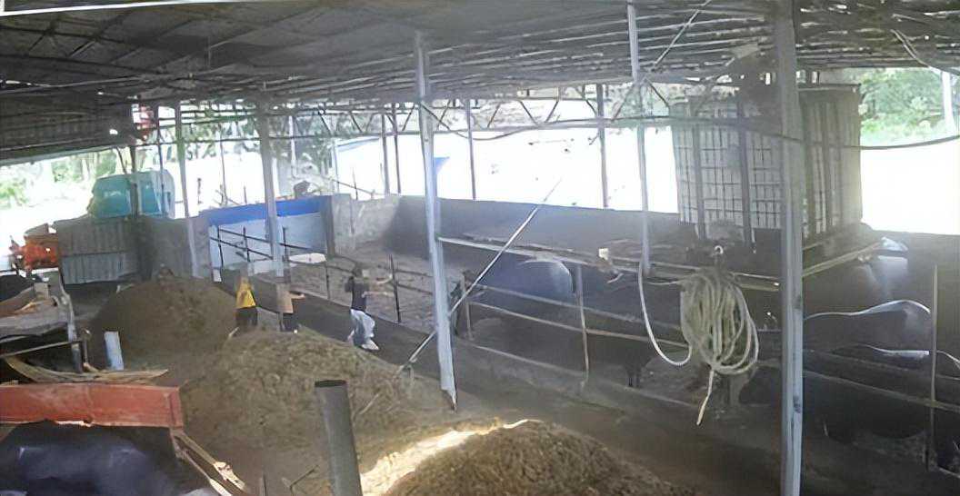 悲剧！6岁男孩在自家牛棚玩耍，被公牛顶撞，孩子不幸离世