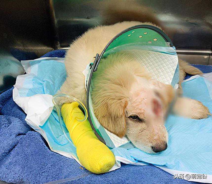 烂头狗奇迹物语欢喜重获新生