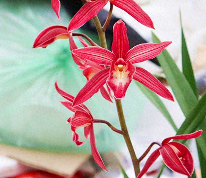 被人忽视的“仙女”兰花，四季开花，天生好养护，犹如凤凰降临