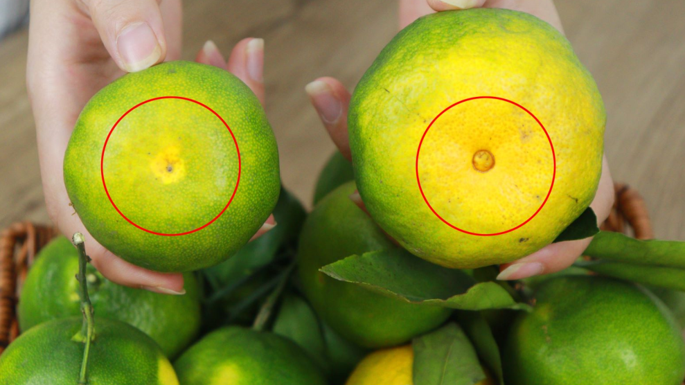 橘子甜不甜，看这里就知道了，一挑一个准，老果农教的方法真管用