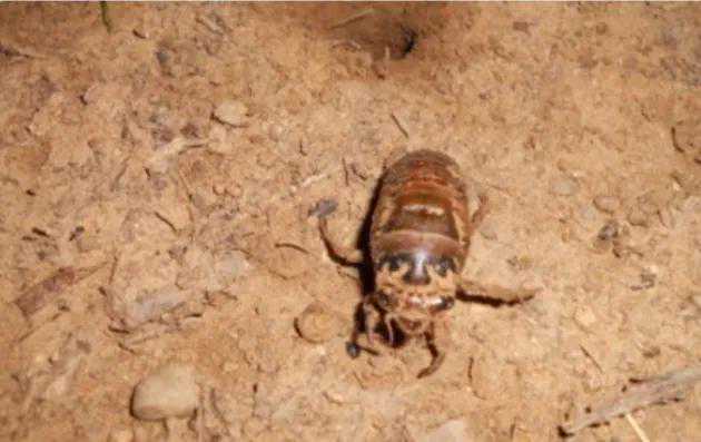 半生的记忆，夏初捉知了龟的故事